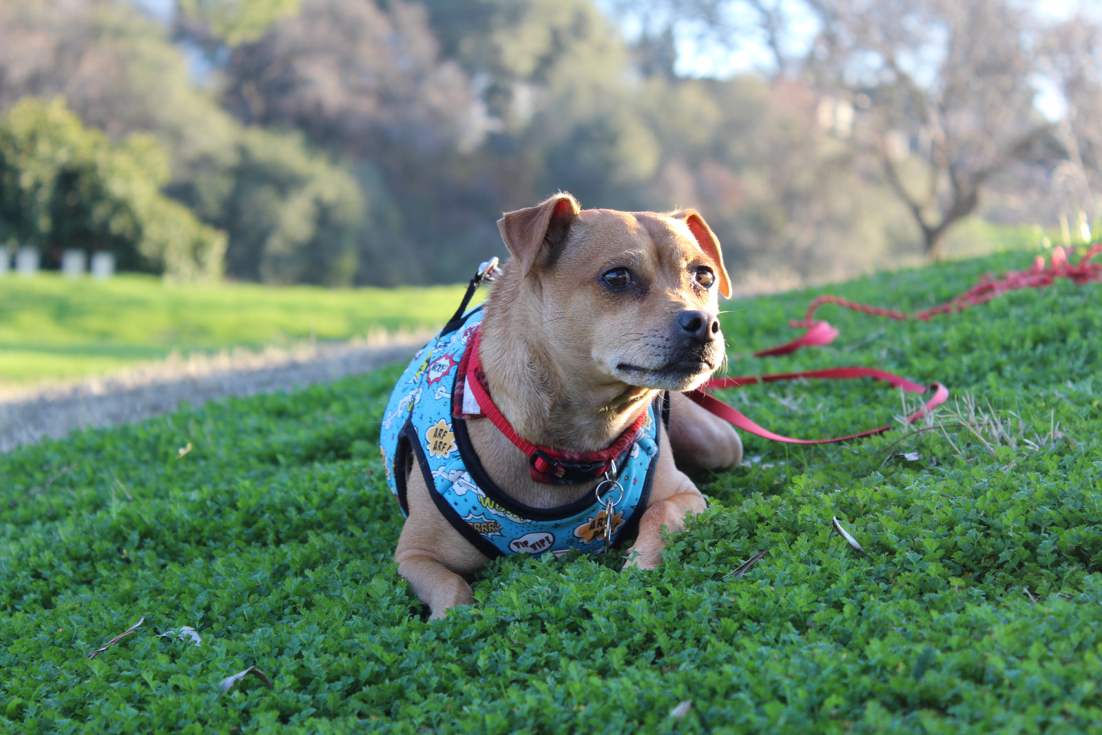 
          
            pet ecommerce shopify store
          
        